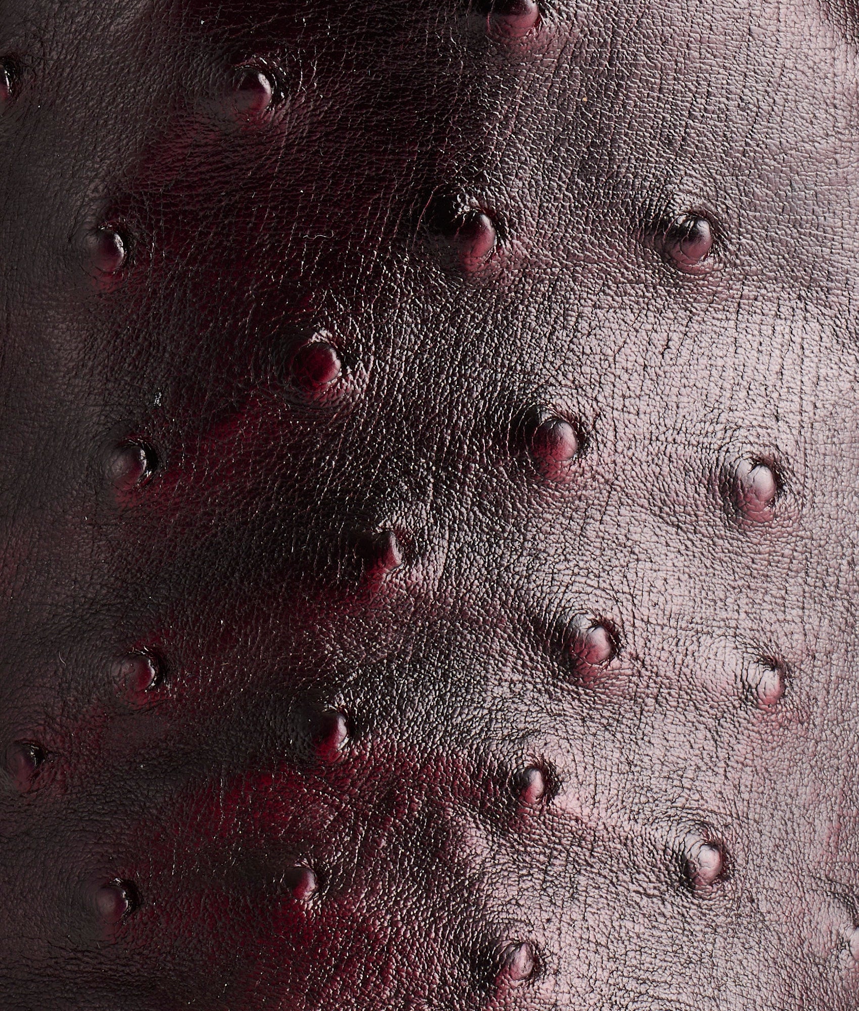 Augustus :: Black Cherry - Image 10