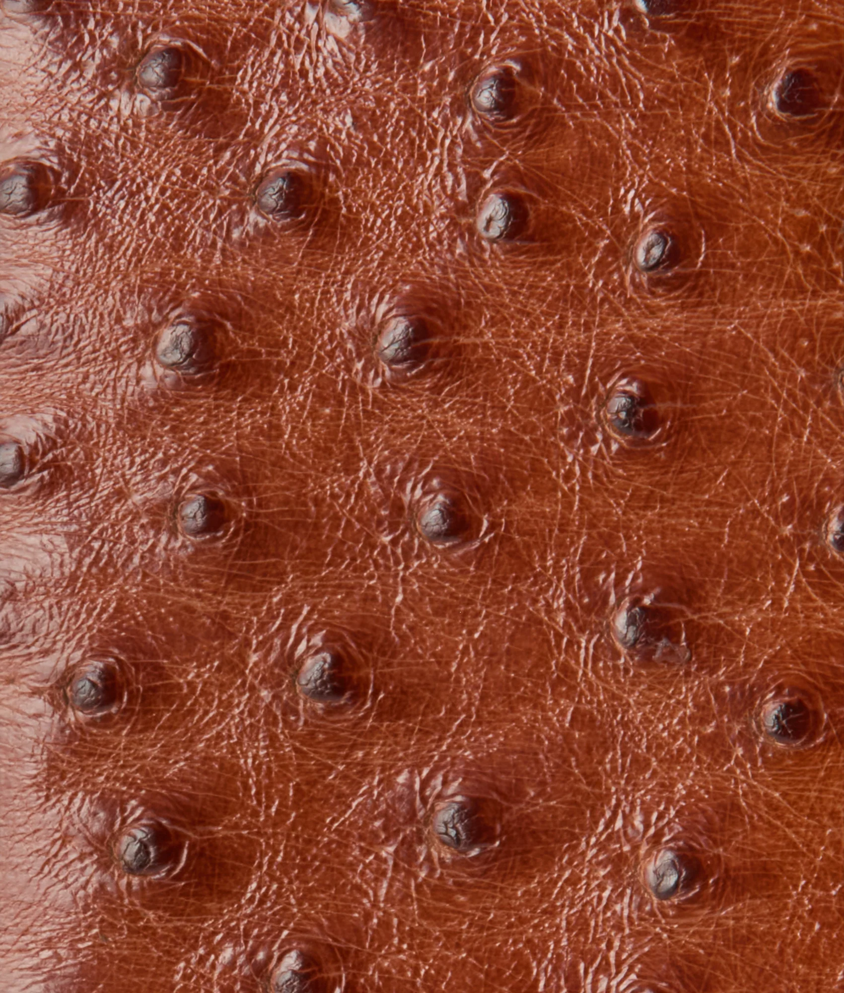 Bifold Wallet – Ostrich :: Cognac - Image 4