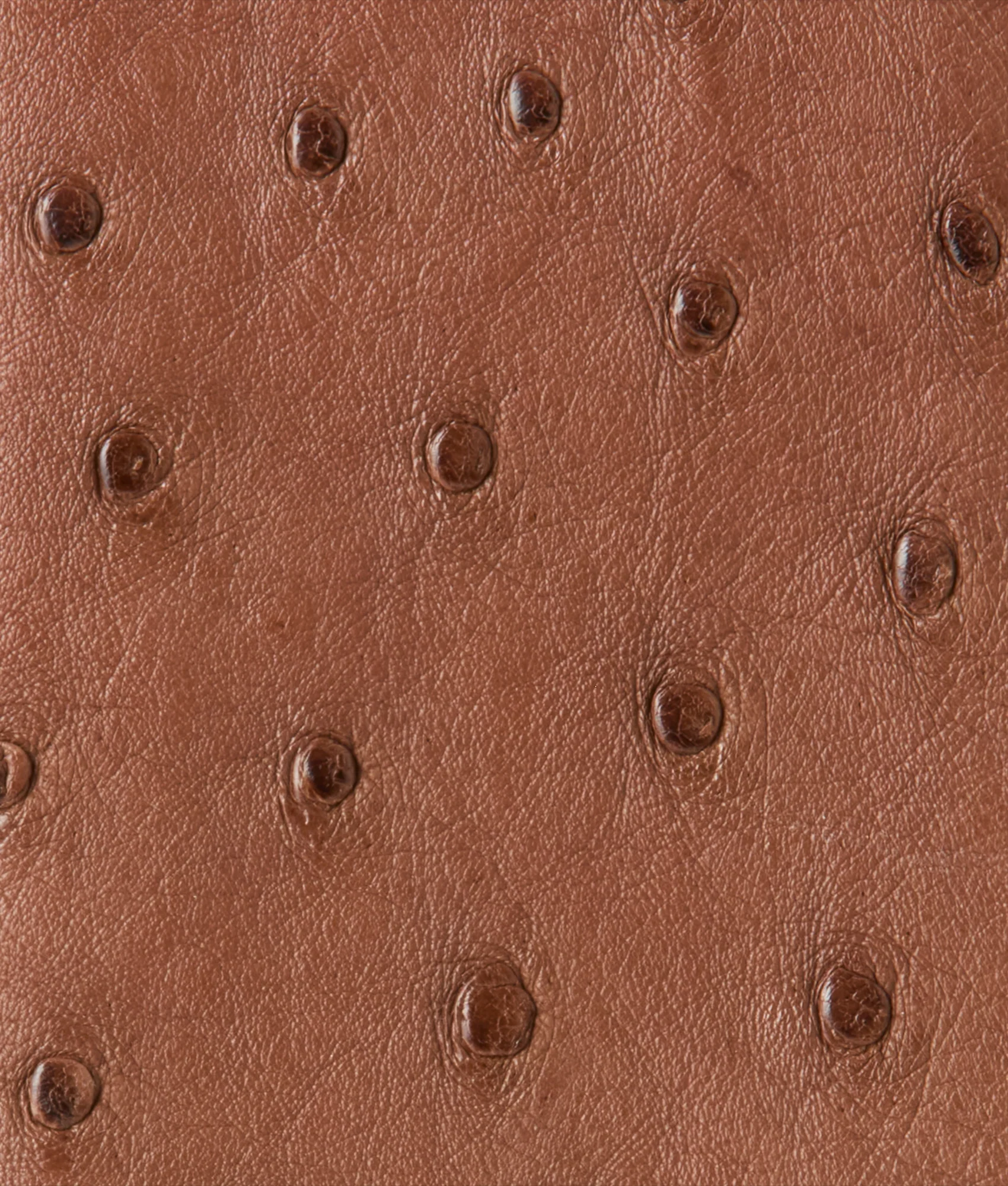 Bifold Wallet – Ostrich :: Sienna - Image 4