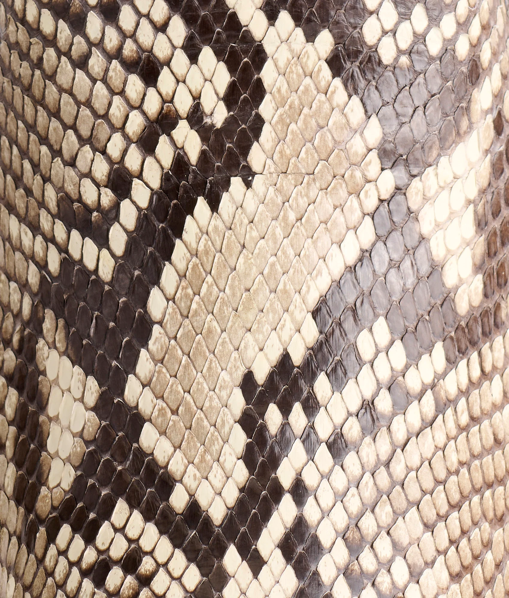 Dale Exotic :: Black/White + Black - Image 8