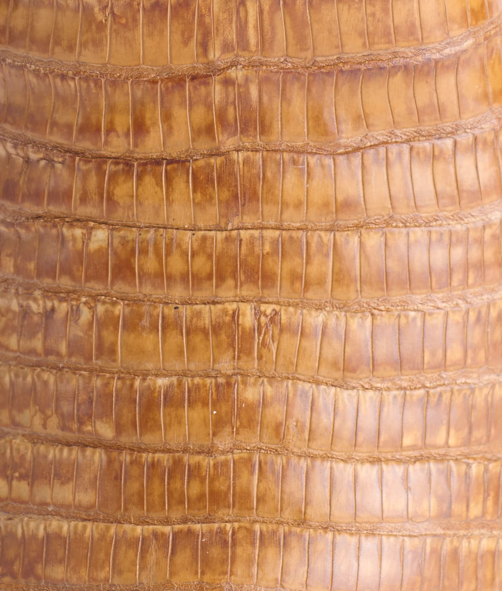 Dale Exotic :: Tan + Cream - Image 10
