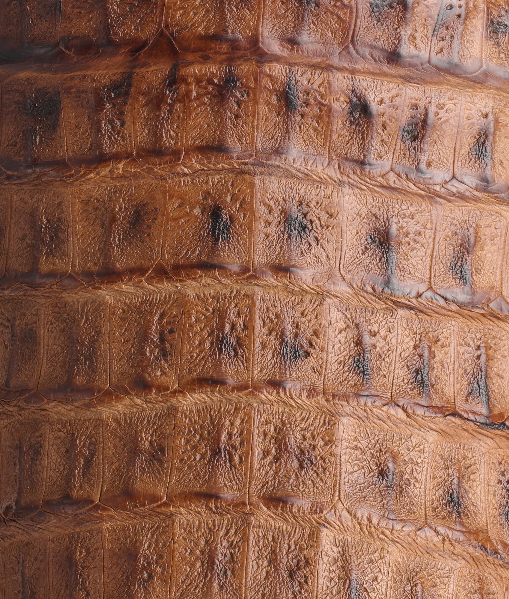 Fisher :: Tan + Chocolate - Image 9