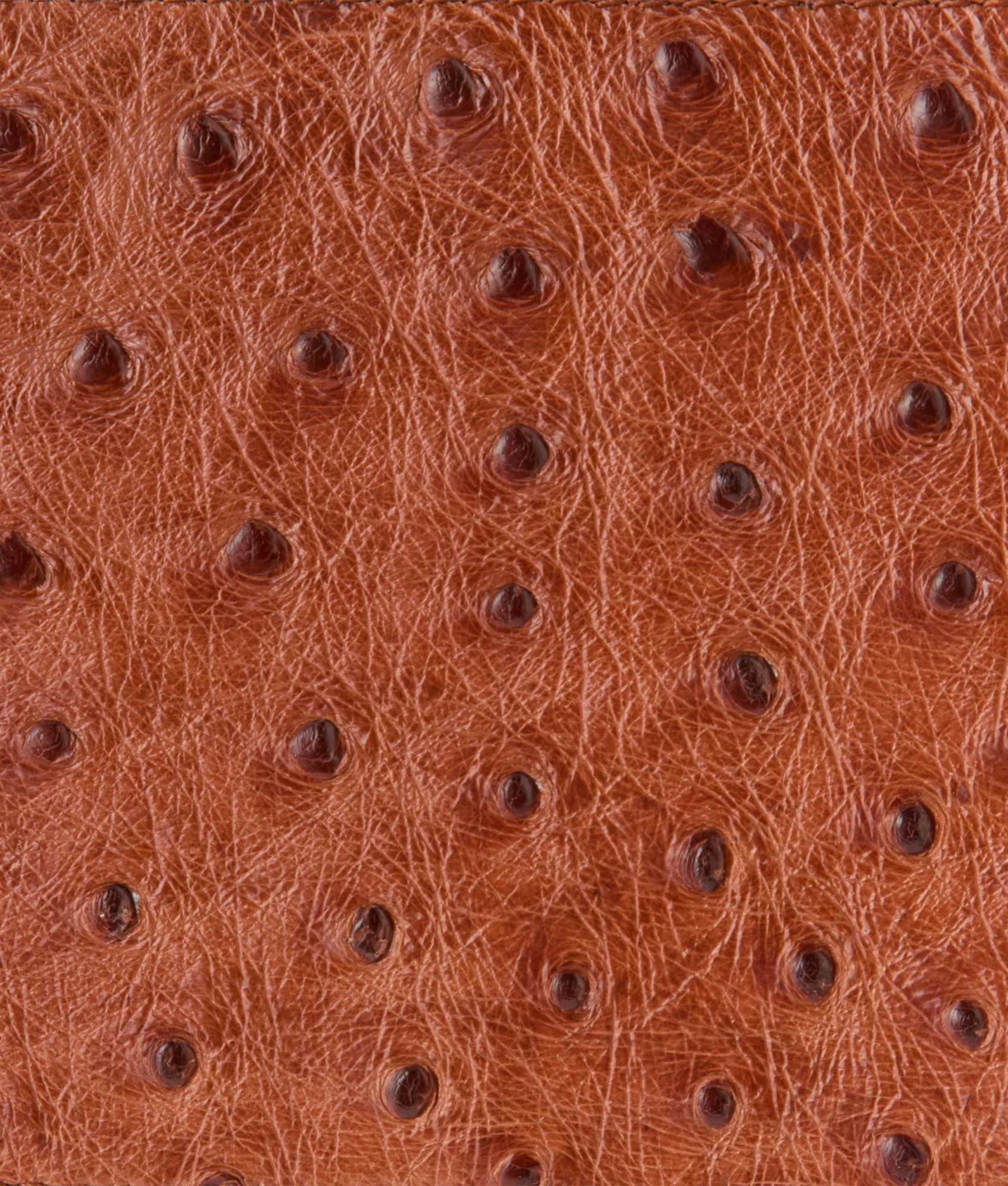 Hipster Wallet – Ostrich :: Cognac - Image 4