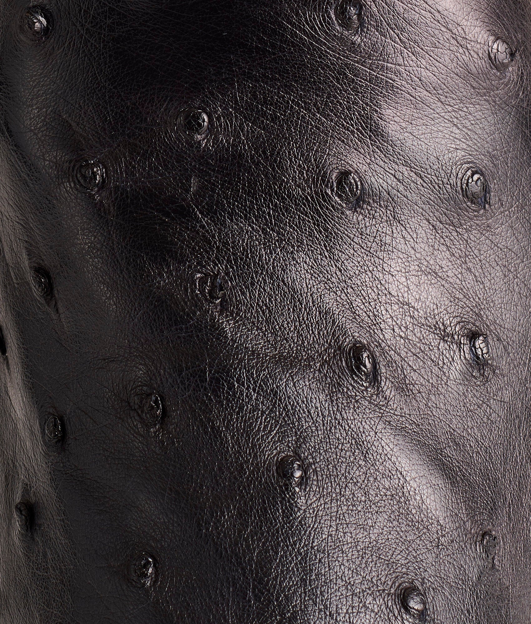 Josephine Horseman :: Antique Black - Image 8