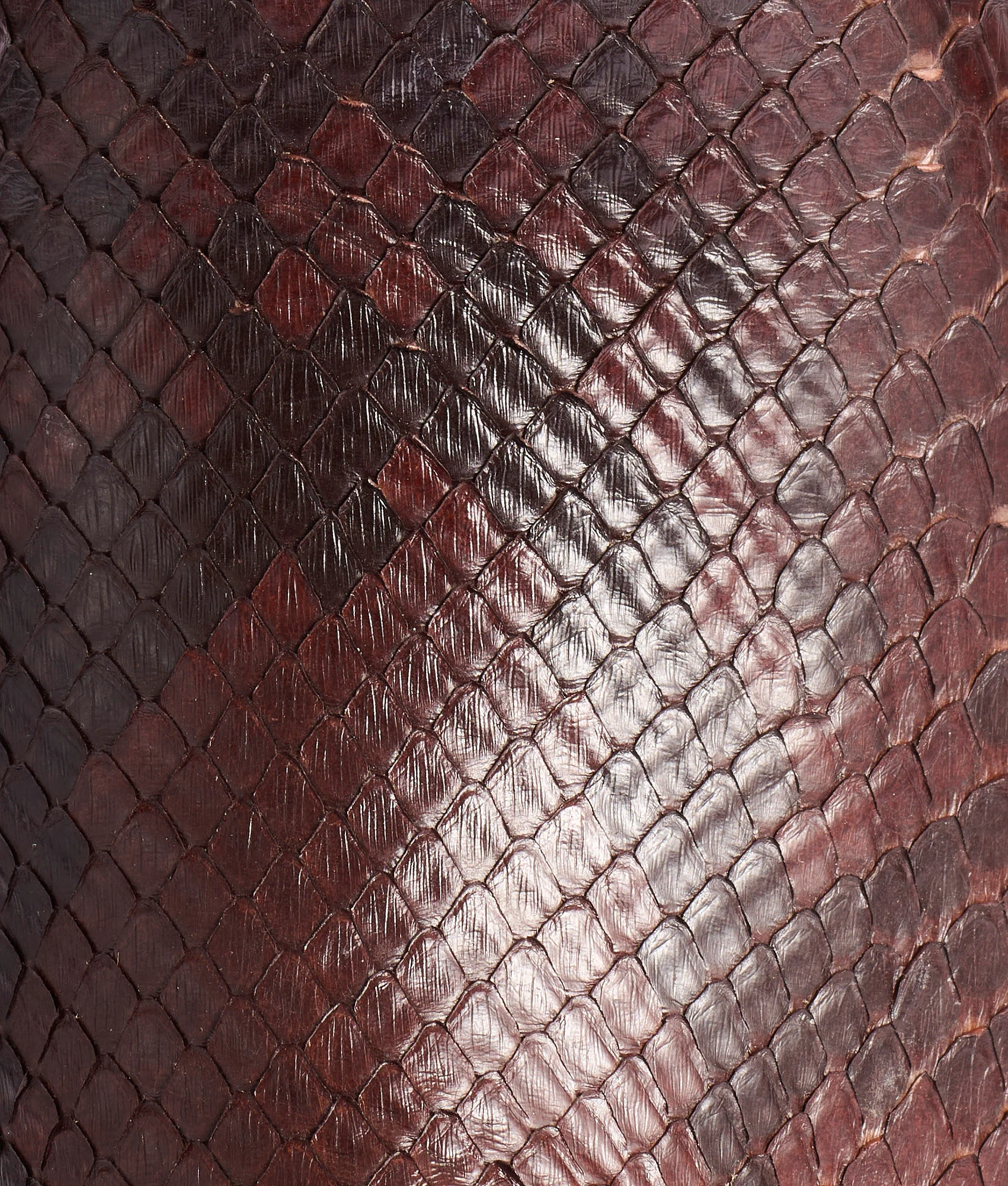 Stella :: Chocolate - Image 8