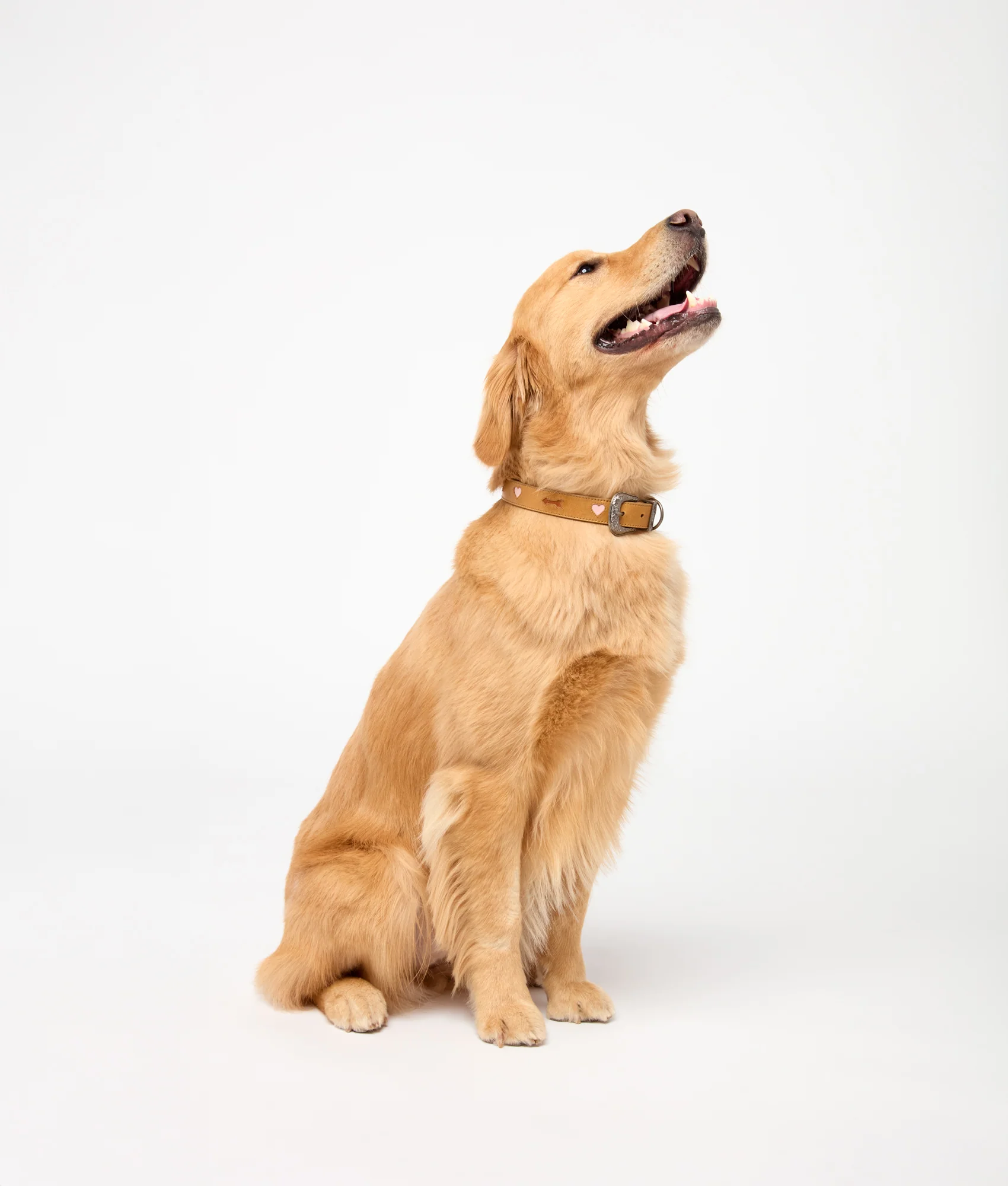 Dog Collar :: Tan - Image 2