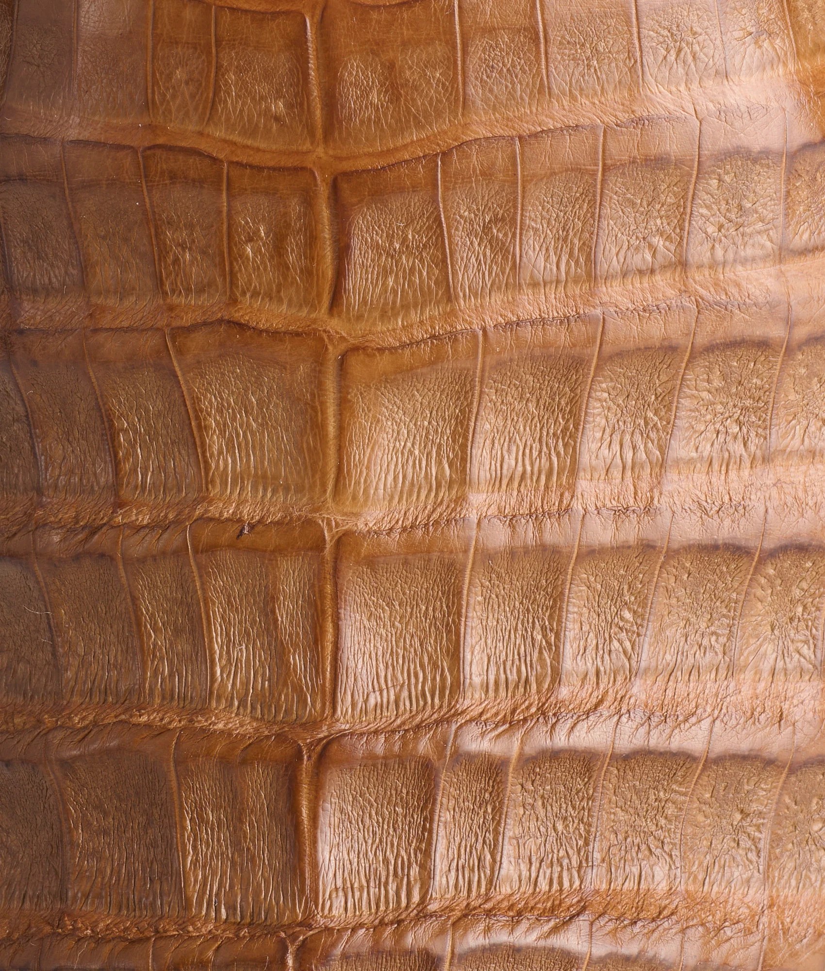 Rowdy Caiman :: Saddle + Brown - Image 8