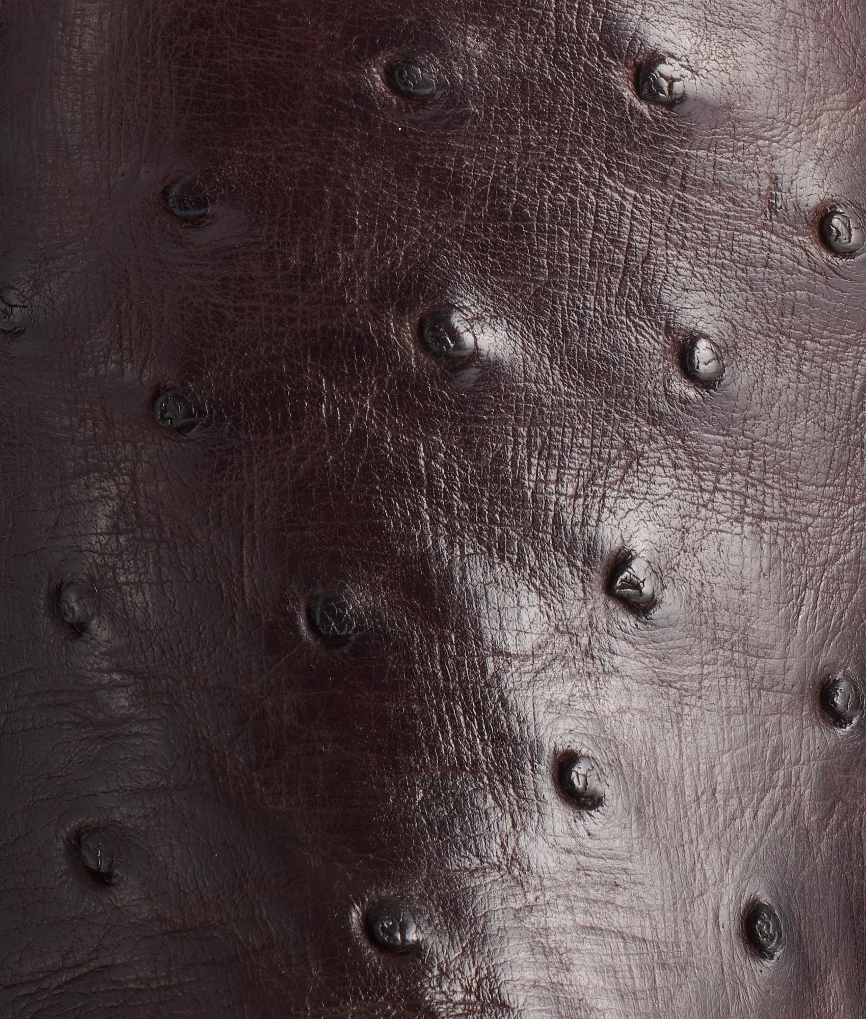Rowdy Ostrich :: Antique Chocolate - Image 8