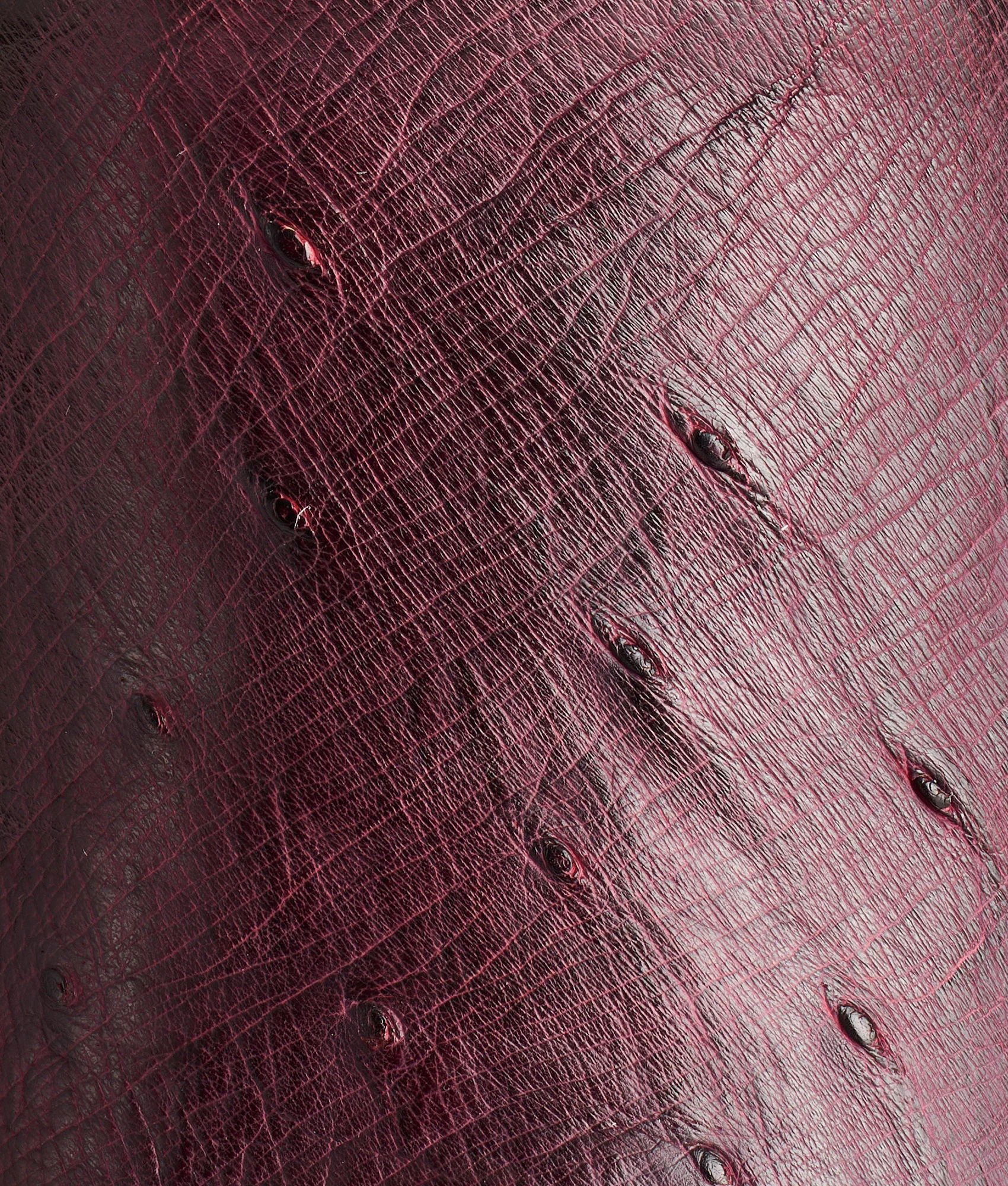 Sunset Exotic :: Black Cherry - Image 8